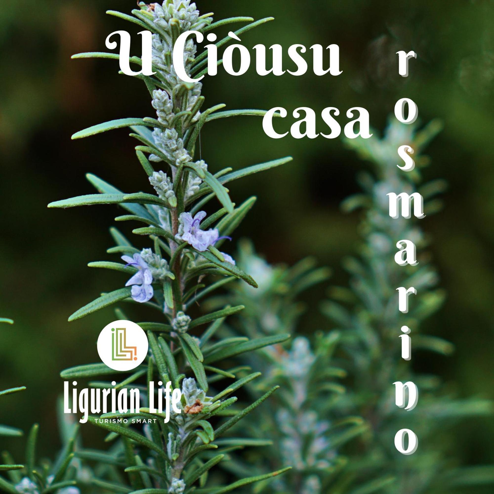 U Ciousu By Ligurian Life Appartamenti In Agriturismo Vallebona Zimmer foto